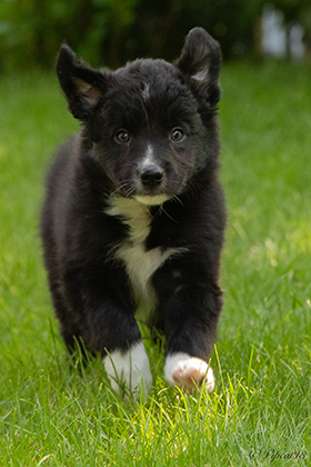 Black Bumblebee Cologne Border Gang mit 7,5 Wochen