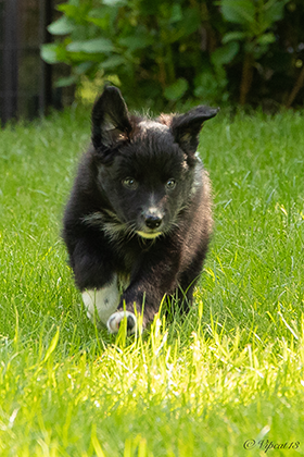 Black Firefly Cologne Border Gang mit 7,5 Wochen