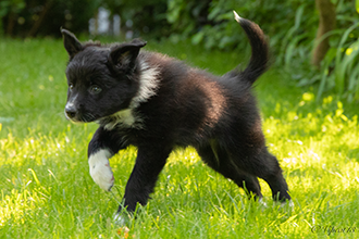 Black Firefly Cologne Border Gang mit 7,5 Wochen