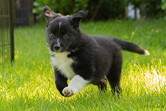 Black Forester Cologne Border Gang mit 7,5 Wochen