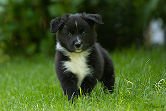 Black Forester Cologne Border Gang mit 7,5 Wochen