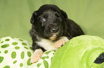 Clever&Smart Piper Cologne Border Gang  *24.7.2023 mit 2 Wochen